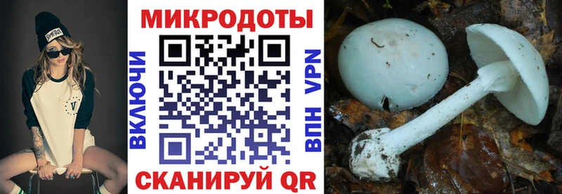 OMG tor  что такое наркотик  Краснодар  Псилоцибиновые грибы Cubensis 